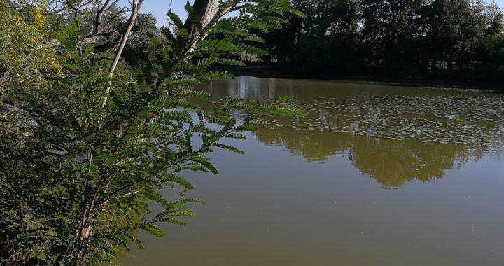 L'étang de Martigné-Ferchaud